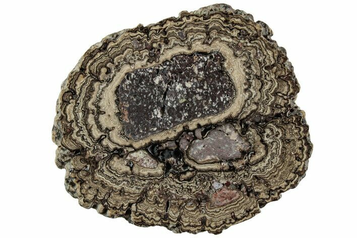 Polished, Cretaceous, Oncolite Stromatolite Fossil - Mexico #227090